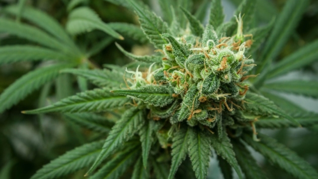 Blazing a New Path: Exploring the Benefits and Myths of Marijuana