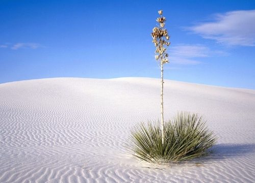 The Hidden Wonders of the Sahara: Unveiling the Secrets of Earth’s Greatest Desert