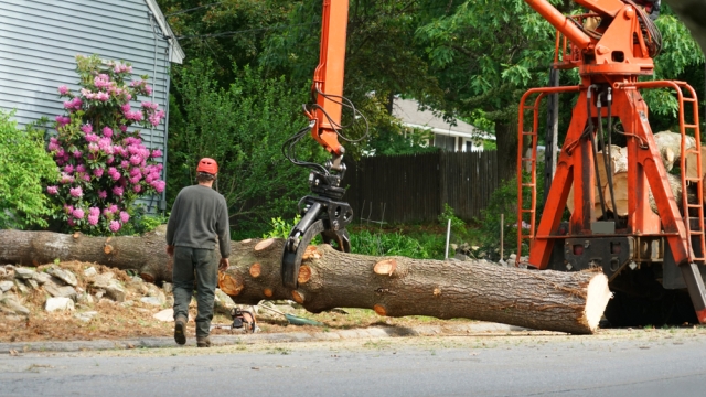 Timber! The Ultimate Guide to Tree Removal