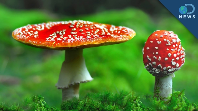 From Soil to Savory: A Beginner’s Guide to Mushroom Cultivation