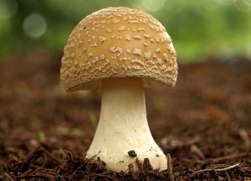 From Spores to Shrooms: Unveiling the Enchanting Art of Mushroom Growing
