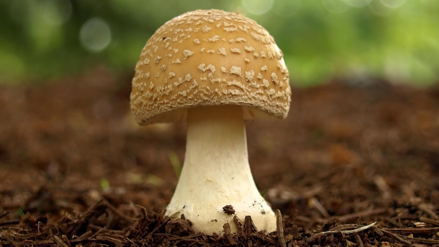 From Spores to Shrooms: Unveiling the Enchanting Art of Mushroom Growing