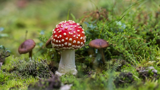 Mushroom Magic: The Ultimate Guide to Growing Your Own Fungi Kingdom