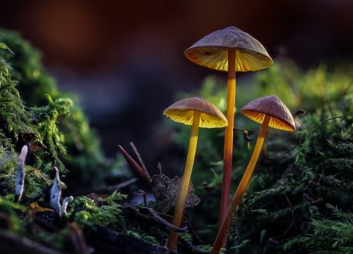 The Fungal Frontier: Unveiling the Secrets of Mushroom Cultivation