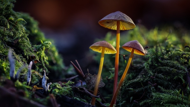 The Fungal Frontier: Unveiling the Secrets of Mushroom Cultivation