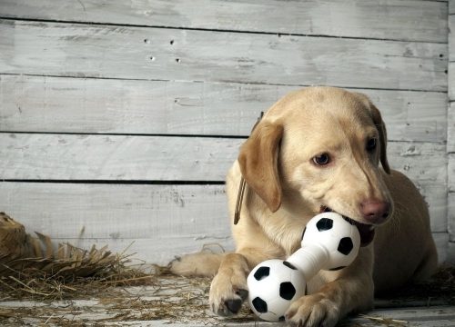 Unleashing Fun: The Ultimate Guide to Dog Daycare Adventures