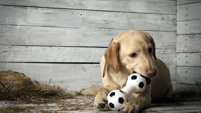 Unleashing Fun: The Ultimate Guide to Dog Daycare Adventures