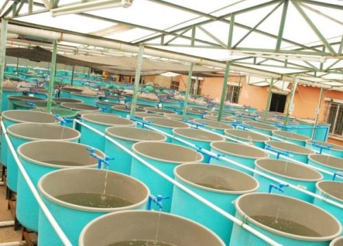 Revolutionizing the Waters: The Future of Aquaculture Technology