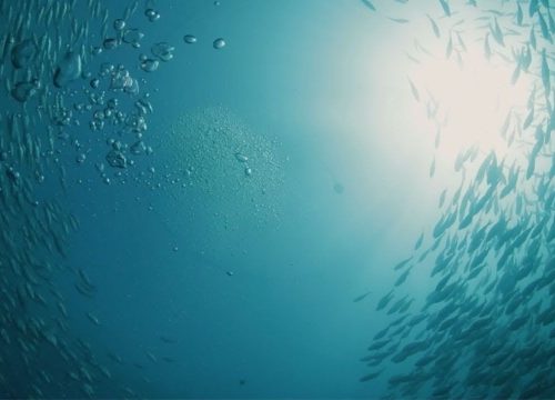 Revolutionizing the Waves: The Future of Aquaculture Technology