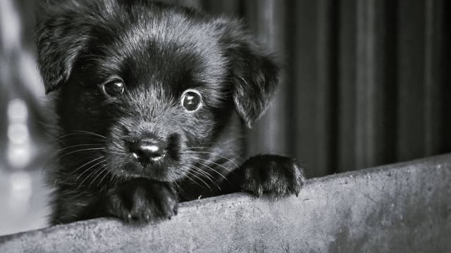 Understanding Common Canine Behavioral Issues